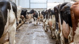 'Emissiearme' stal houdt geen stand voor Raad van State