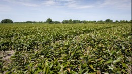 Gemeenten en waterschappen betreuren verlies van grasland