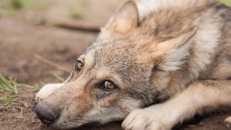 Afschieten wolven ‘kansloze exercitie’