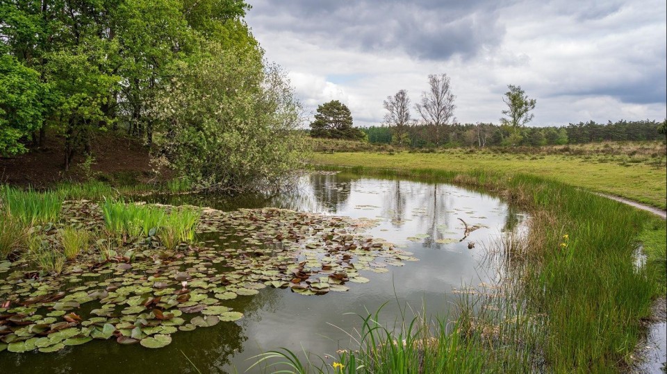 Een ven met waterlelies in het natuurgebied de Loenermark op de Veluwe.