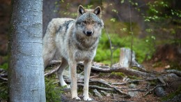 Probleemwolf Utrecht mag worden afgeschoten