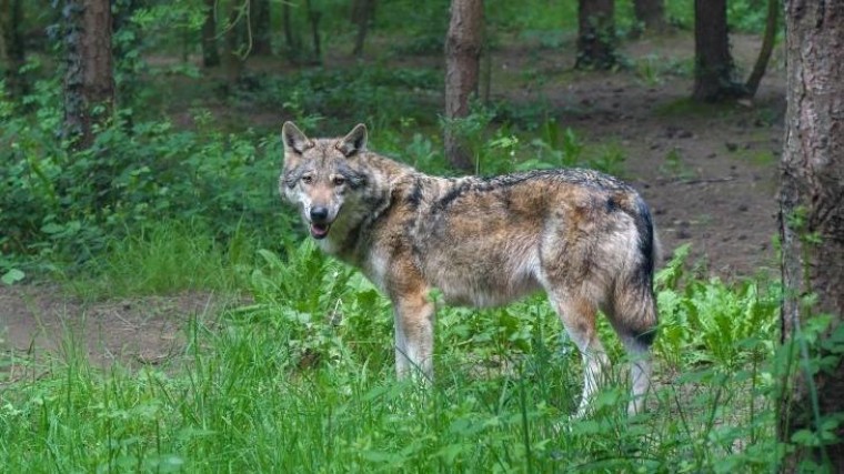 Raad van State: regels voor doden probleemwolf te ruim 