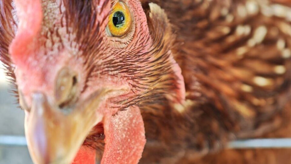 close-up van en kip