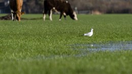 Bedrijven verliezen geborgde zetels bij waterschappen