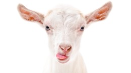 Brabant kijkt naar Den Haag voor wonen nabij geitenhouderijen 