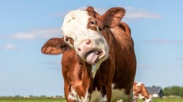 Overijsselse koeien mogen zonder vergunning in de wei