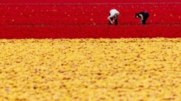 Na drie jaar twijfels over effect Wet goed verhuurderschap
