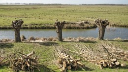 Biobased oeverbescherming