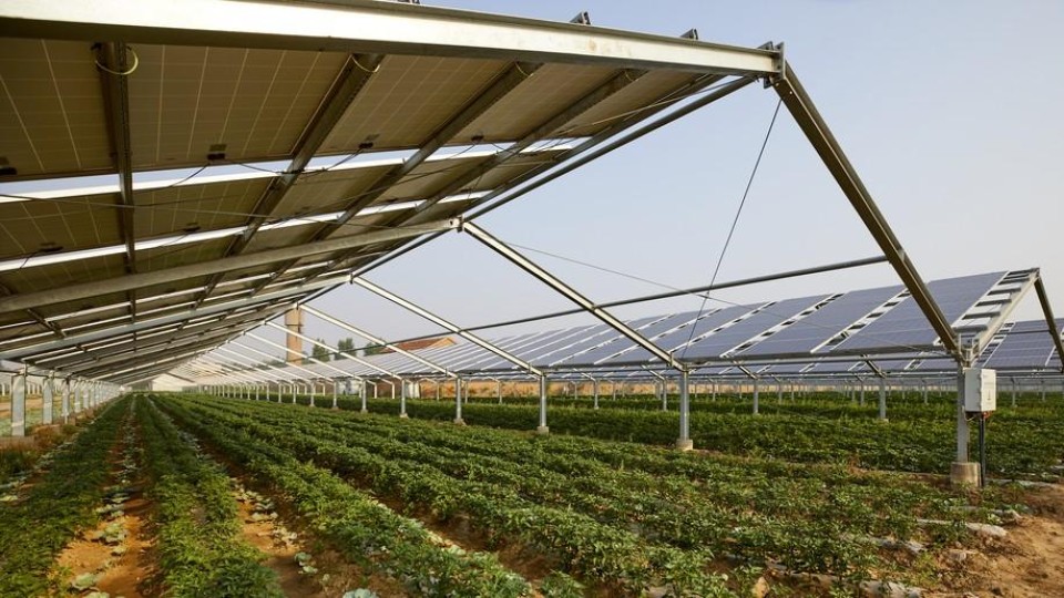 Zonnepanelen over landbouwgewassen