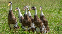 Ermelo moet stankhinder van slachterij nader onderzoeken