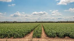 Drinkwaterbedrijven willen verbod op PFAS-pesticiden