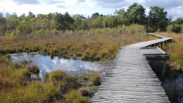 Provincies krijgen 1,3 miljard euro voor natuurherstel