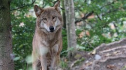Utrecht mag voorlopig niet beginnen met zenderen wolf