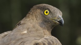 Wespendief houdt windparken rond Veluwe tegen