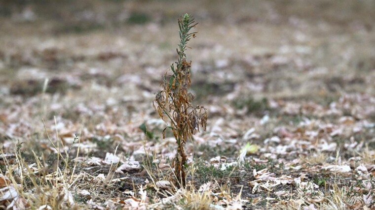 Hoe een van de droogste zomers ooit nog maanden doorettert