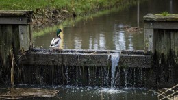 Kwart waterschappen verruimt kwijtscheldingsregels niet
