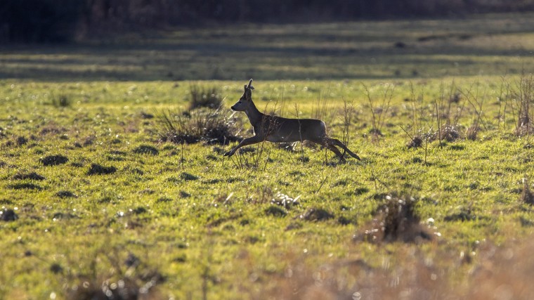 Europees Parlement neemt Natuurherstelwet aan