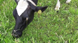 Coöperatie wil grond nog steeds kopen in Zeewolde