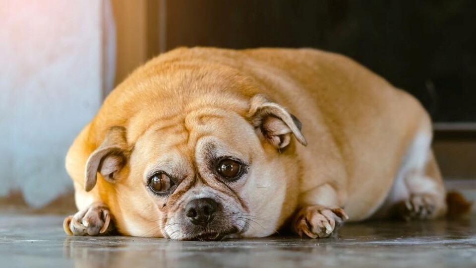 te dikke hond