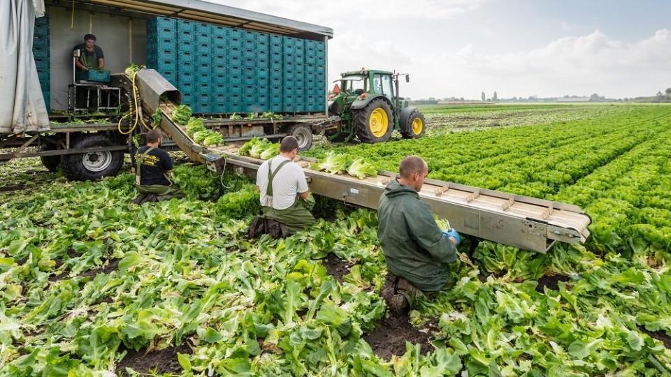 Poolse arbeidsmigranten in Den Hout