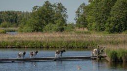 Zoeken naar een grotere partner