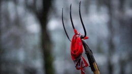Protesten in Utrecht en Gelderland tegen stikstofplannen