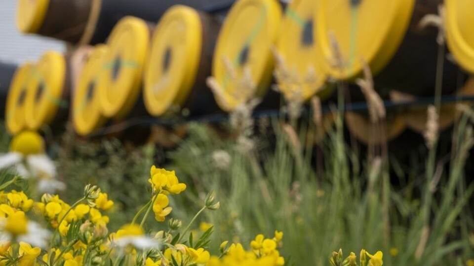 Boterbloemen en leidingen voor een warmtenet in Delft.