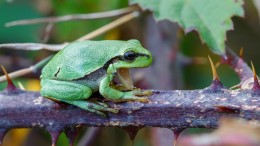 Breda legt passage aan voor boomkikkers