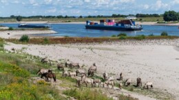 Geen watertekort meer, maar gevolgen droogte nog maanden voelbaar