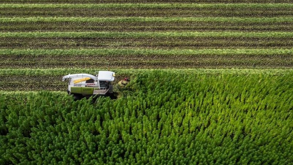 Oogst van vezelhennep in oost-Groningen.