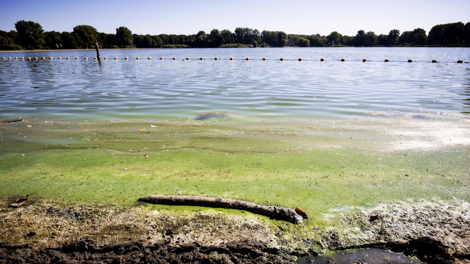 Blauwalg in de zomer van 2022 in zwemplas Delftse Hout.