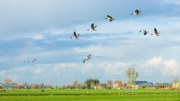 PBL: Kloof Randstad-platteland behoeft nuancering