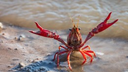 De rivierkreeft als zondebok