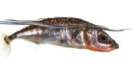 Waterschap legt vispassage van 1,3 miljoen euro aan