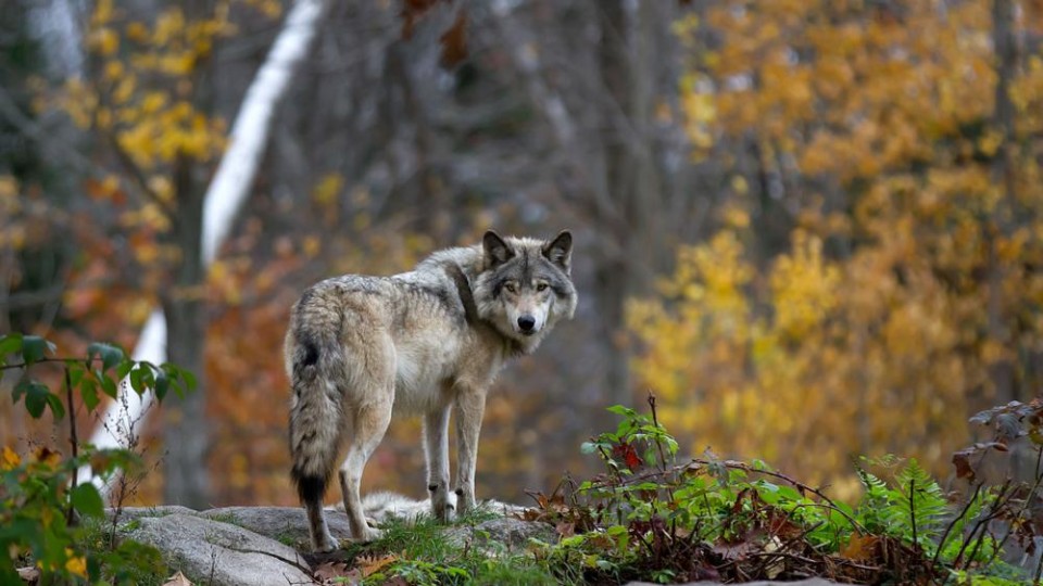 wolf