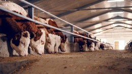 Sociaaleconomische impactanalyse van het agrocomplex in Gelderland