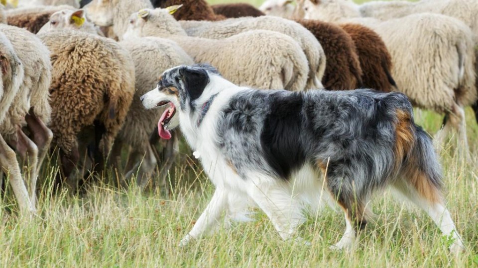 schapen en kuddebeschermingshond