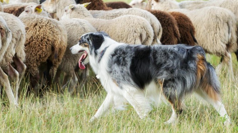 Nunspeet laat honden schaapskuddes bewaken