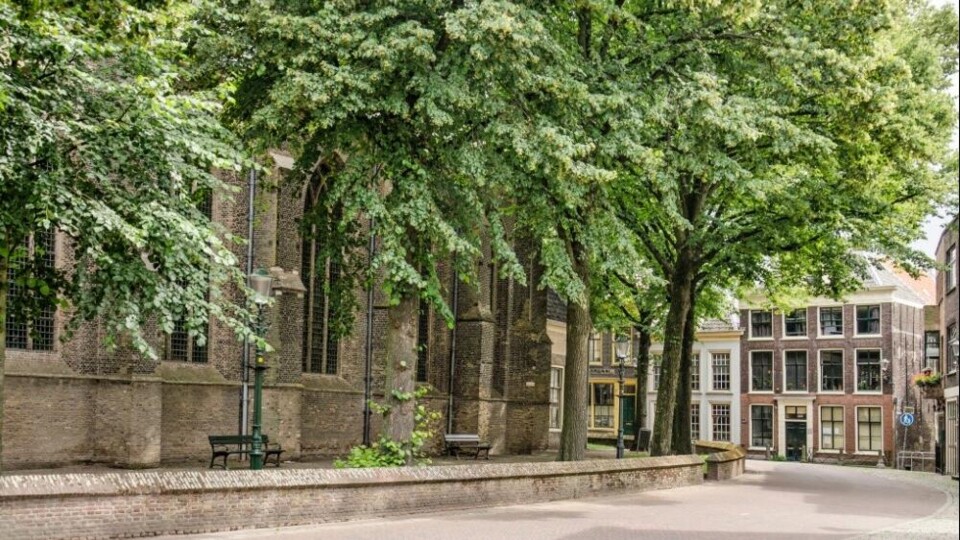 Bomen in het centrum van Vlaardingen