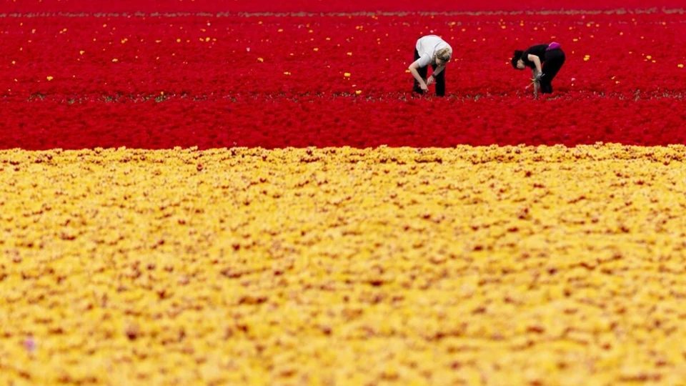 Seizoensarbeiders aan het werk in een tulpenveld.