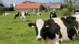 Deadline voor natuurplannen provincies geschrapt