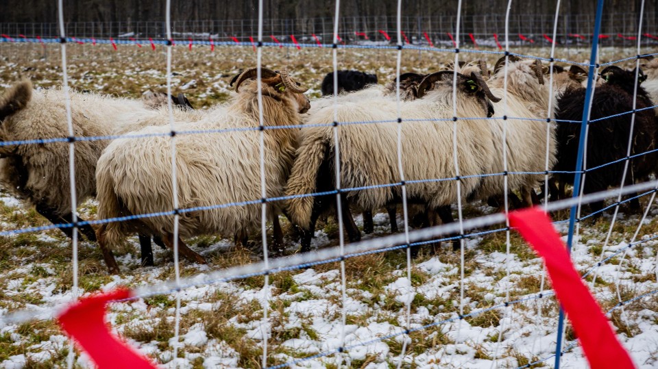 Schapen binnen een wolfwerende omheining bij een natuurgebied in het Groningse Sellingen.