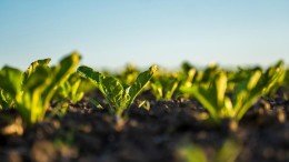 Biologische landbouw blijft groeien