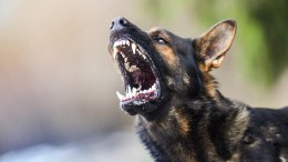 Kabinet wil verbod op gevaarlijke honden