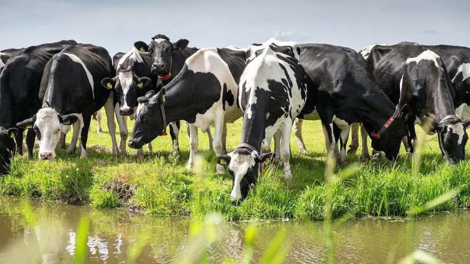 Polder Schieveen, bij Rotterdam: een agrarisch en natuurgebied.