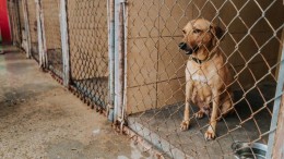 Gemeenten steeds liever voor dieren