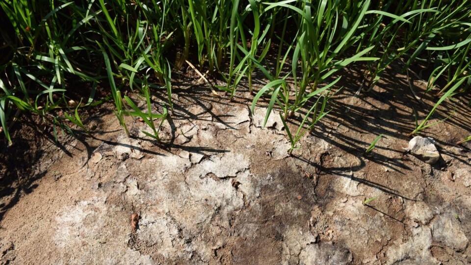 droogte