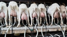 Brabant laat onderzoeken of Q-koortscentrum haalbaar is