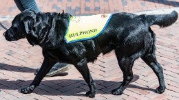 Rechtbank: gemeente moet opleiding hulphond vergoeden