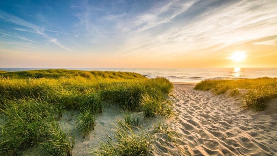 Hollandse Duinen met zicht op zee